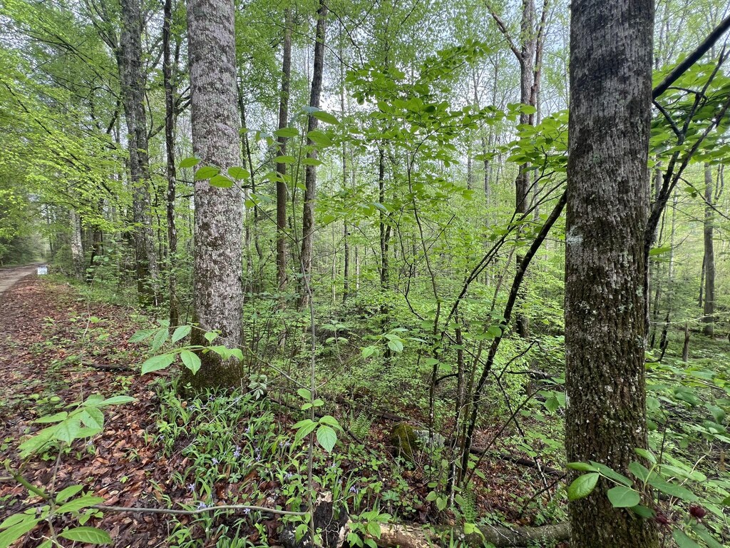103 Bear Den Trl, Grandview, TN 37337 - photo 4