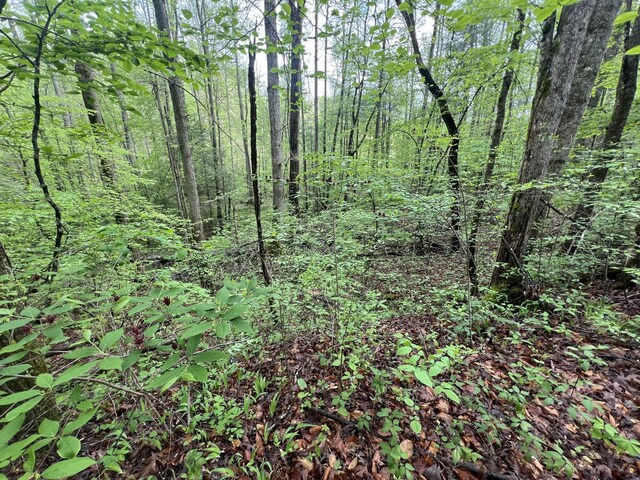 103 Bear Den Trl, Grandview, TN 37337 - photo 3