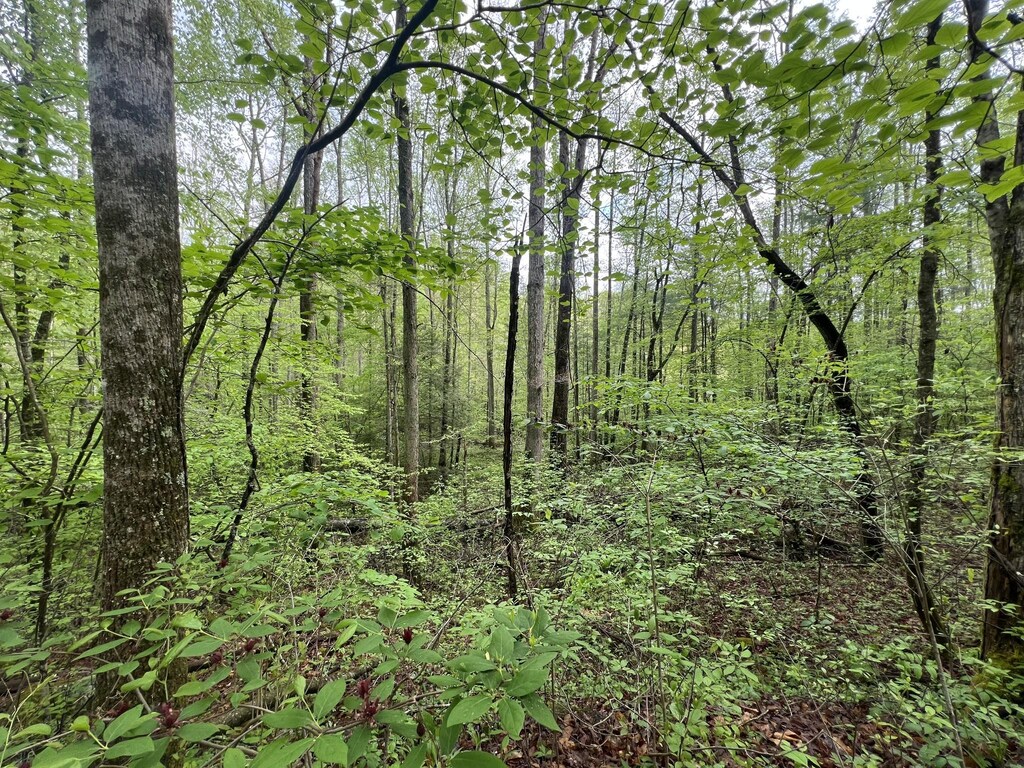 103 Bear Den Trl, Grandview, TN 37337 - photo 2