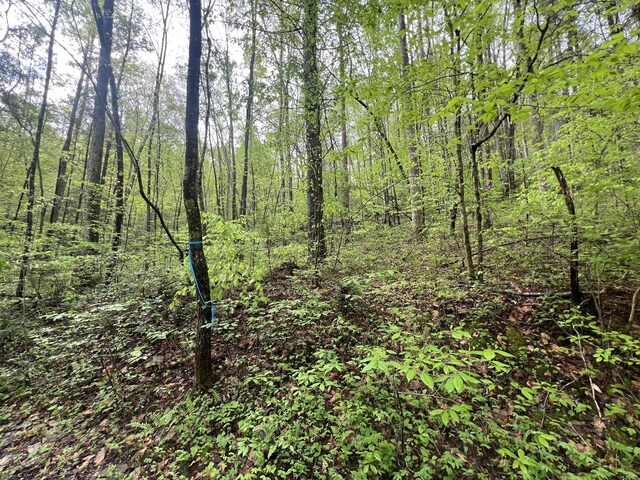 104 Bear Den Trl, Grandview, TN 37337 - photo 1