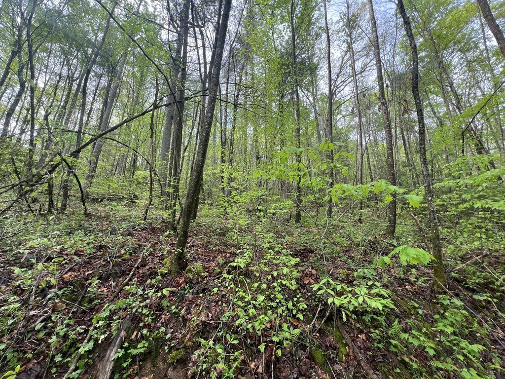112 Bear Den Trl, Grandview, TN 37337 - photo 2
