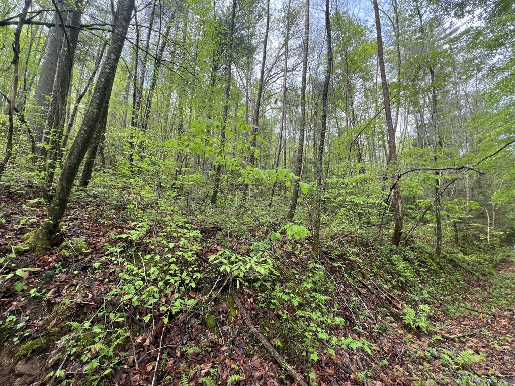 112 Bear Den Trl, Grandview, TN 37337 - photo 3