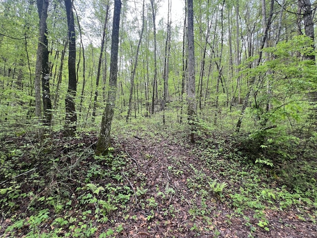 113 Bear Den Trl, Grandview, TN 37337 - photo 5