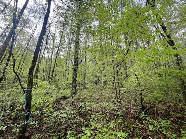 113 Bear Den Trl, Grandview, TN 37337 - photo 3