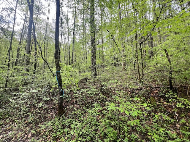 113 Bear Den Trl, Grandview, TN 37337 - photo 1