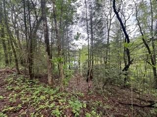 153 Bear Den Trl, Grandview, TN 37337 - photo 5