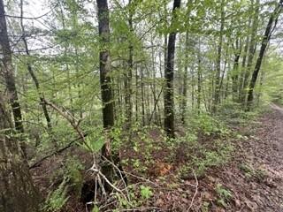 153 Bear Den Trl, Grandview, TN 37337 - photo 2