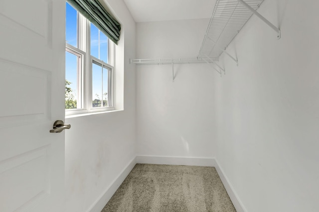 spacious closet featuring carpet flooring