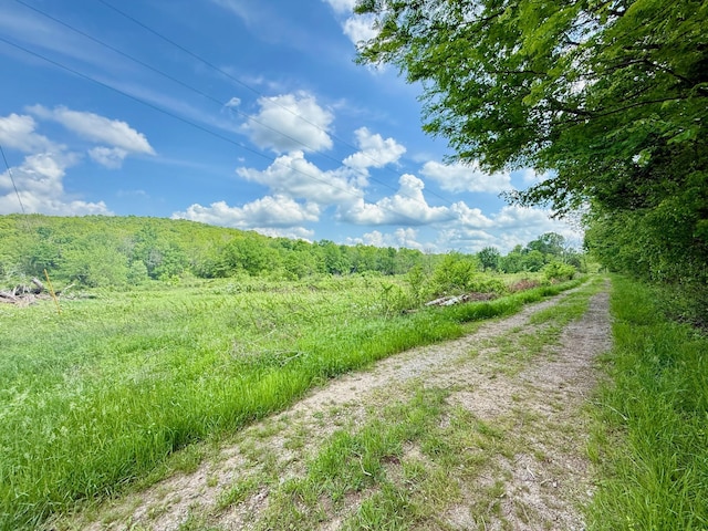 view of local wilderness