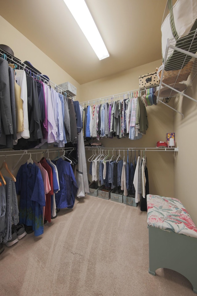 walk in closet with carpet flooring