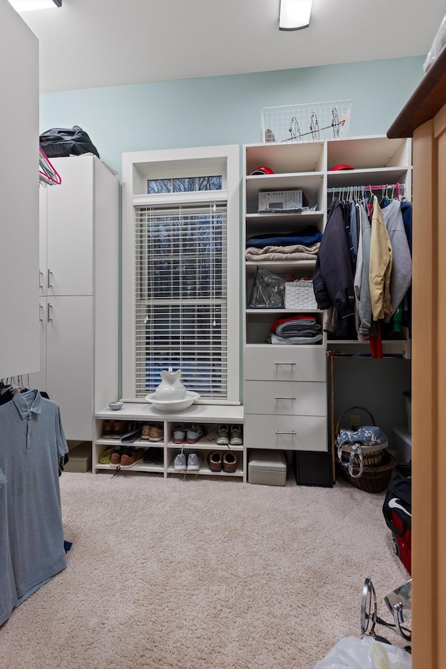 walk in closet featuring carpet flooring