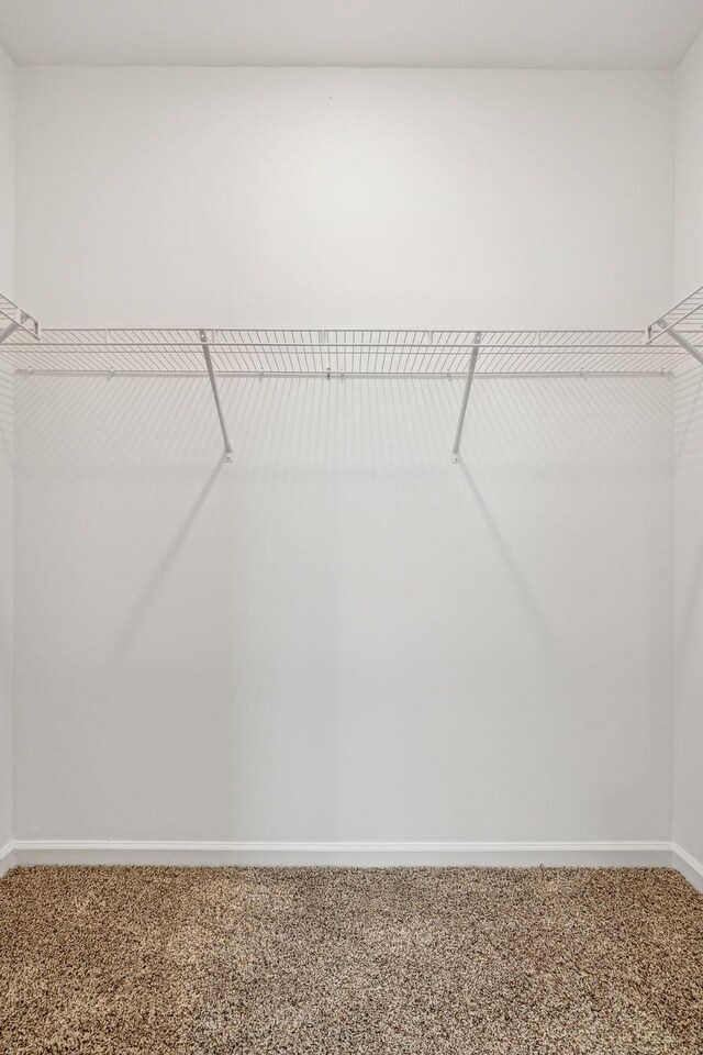 spacious closet featuring carpet