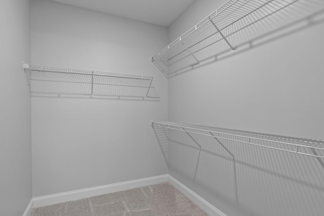 walk in closet featuring carpet floors