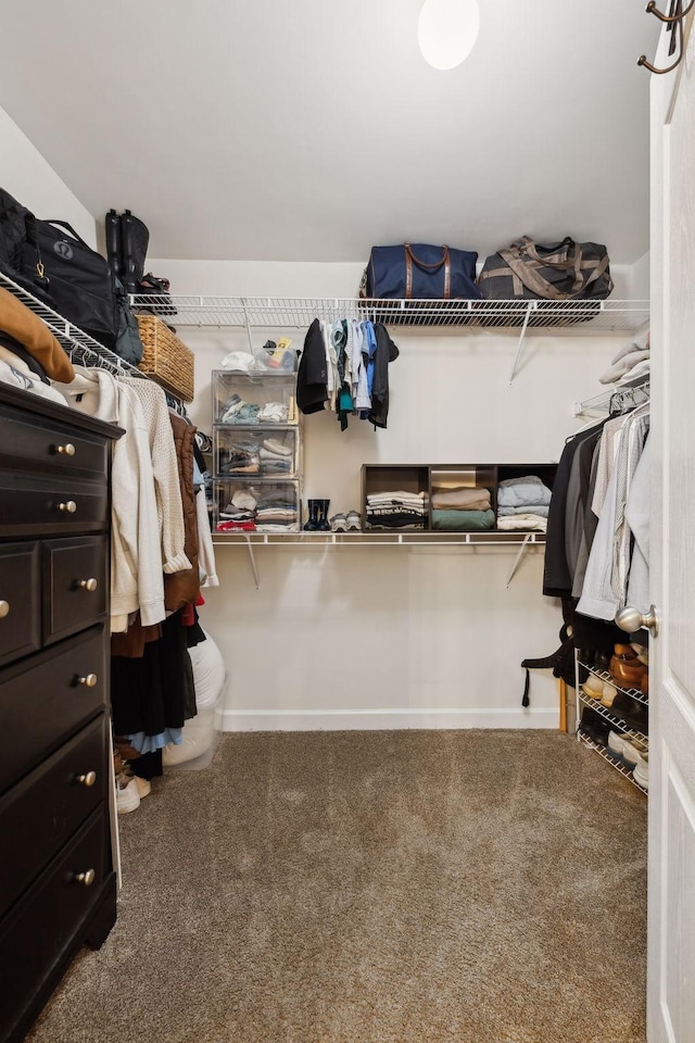 walk in closet with carpet floors