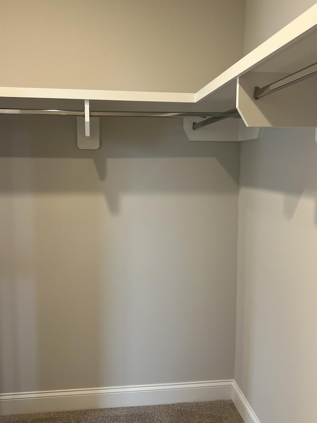 spacious closet featuring carpet flooring