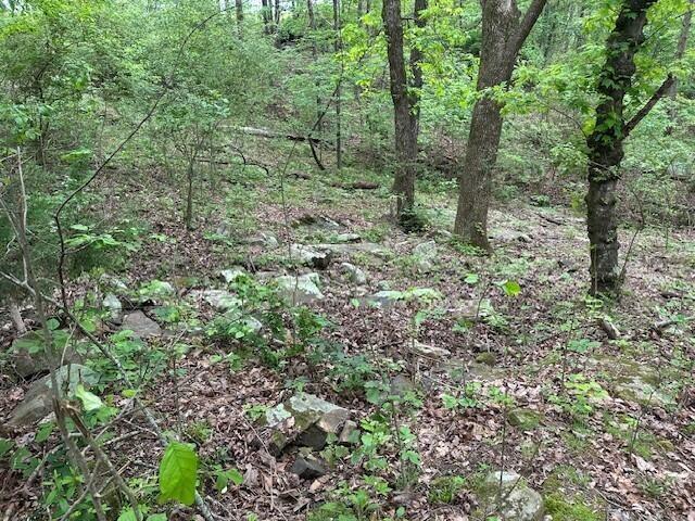 20 County Road 17, Woodville, AL 35776 - photo 22