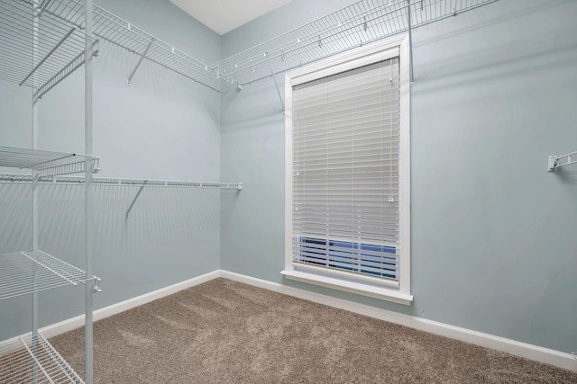 spacious closet featuring carpet floors