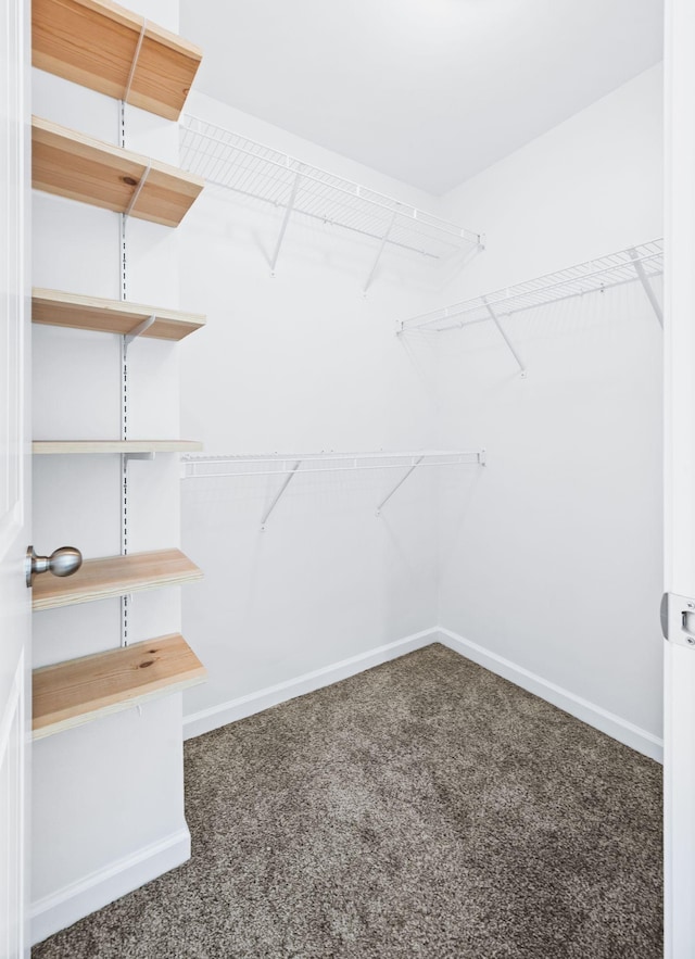 spacious closet with carpet flooring