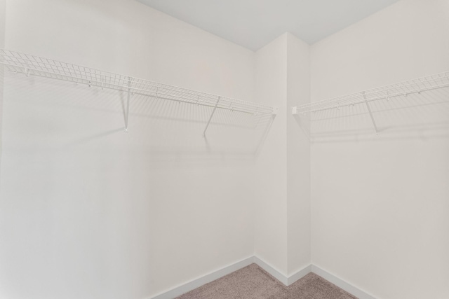 spacious closet featuring carpet floors