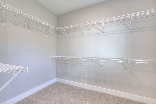 walk in closet featuring carpet floors