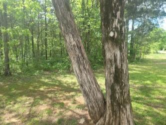 view of nature featuring a view of trees