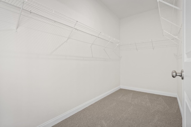 spacious closet featuring carpet