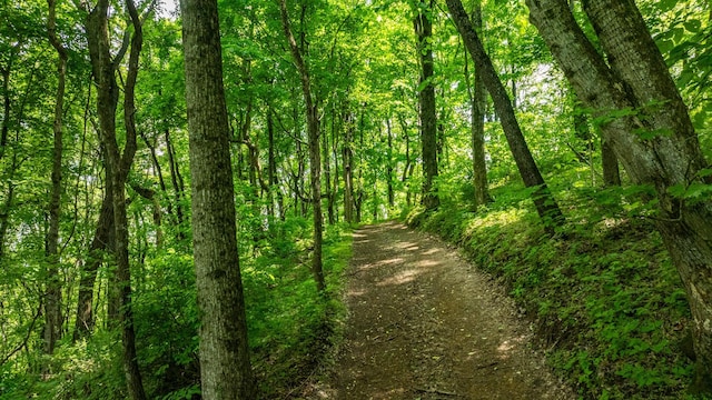 1545 Gravel Hill Rd, Columbia, TN 38401 - view of local wilderness with a view of trees