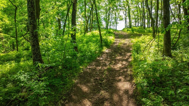 1545 Gravel Hill Rd, Columbia, TN 38401 - view of nature with a forest view