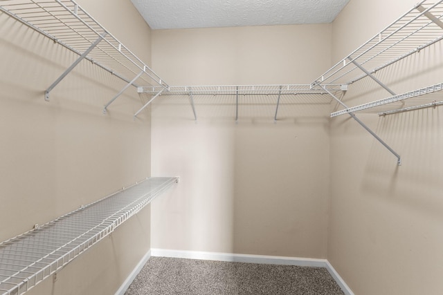 walk in closet with carpet floors