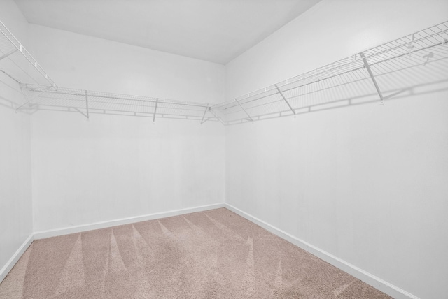 spacious closet featuring carpet