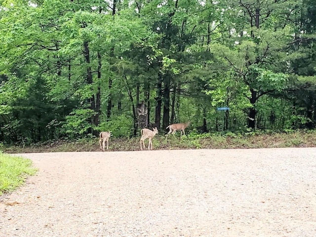 4179 Beaver Bend Dr, Nunnelly, TN 37137 - view of community with a wooded view