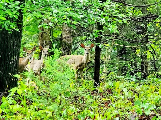 4179 Beaver Bend Dr, Nunnelly, TN 37137 - view of nature