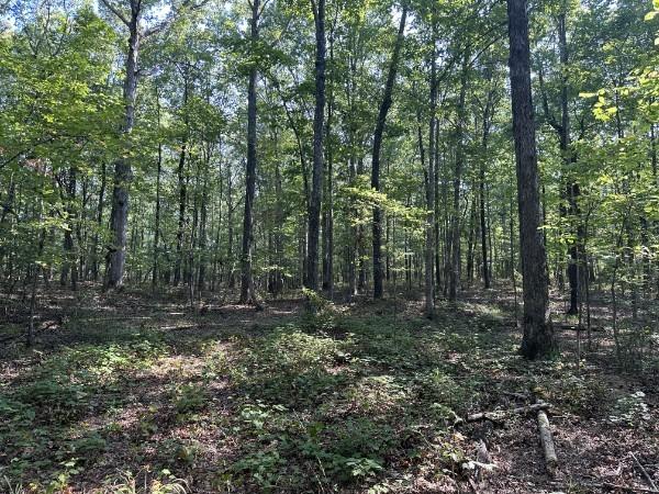 8812 Lutts Rd, Lutts, TN 38471