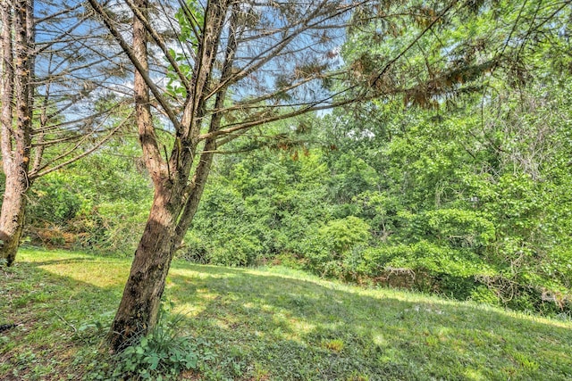 view of yard featuring a view of trees
