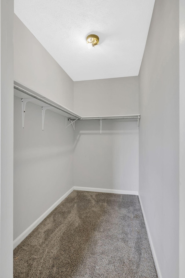 walk in closet featuring carpet floors