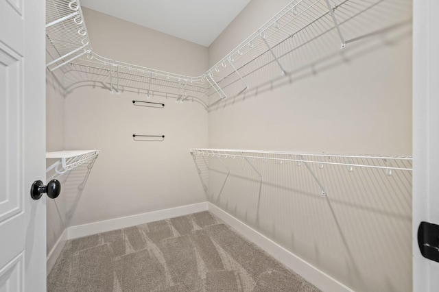 walk in closet with carpet floors