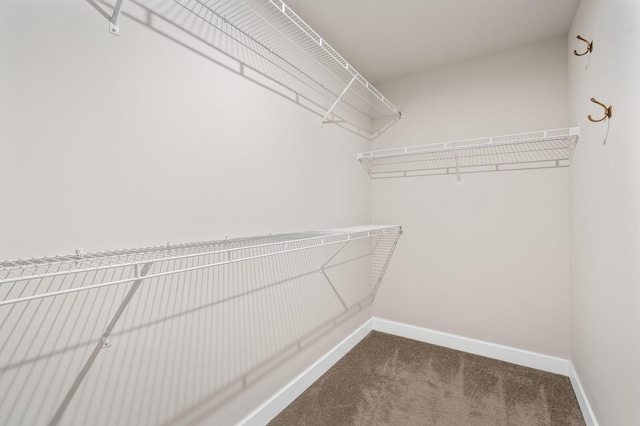 spacious closet featuring carpet floors