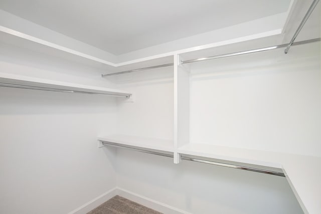 walk in closet with carpet floors