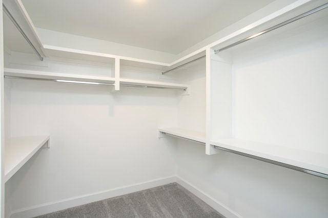 walk in closet with carpet floors