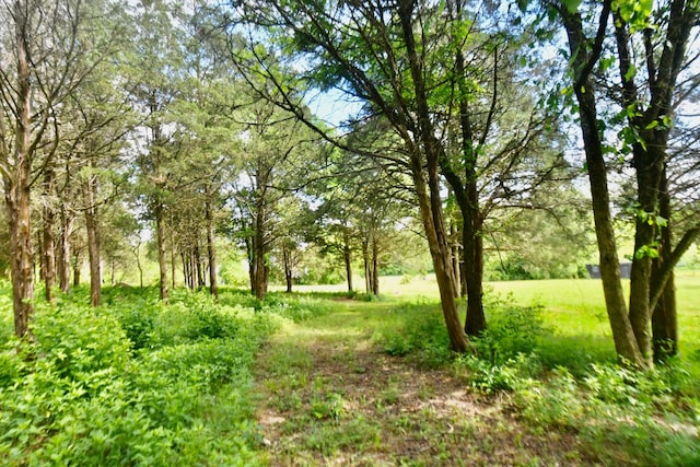 view of local wilderness