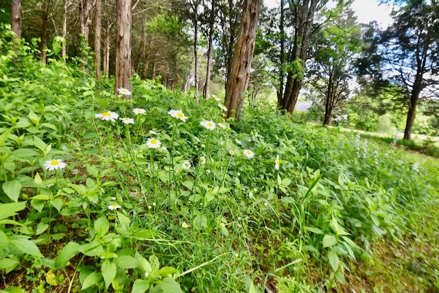 view of undeveloped land