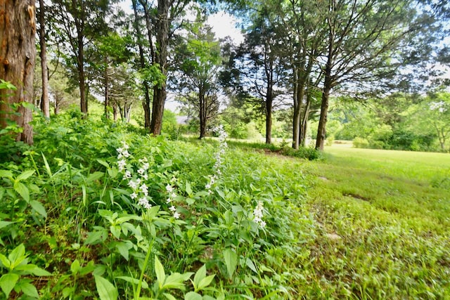view of nature