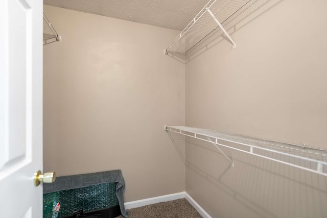 walk in closet featuring carpet floors