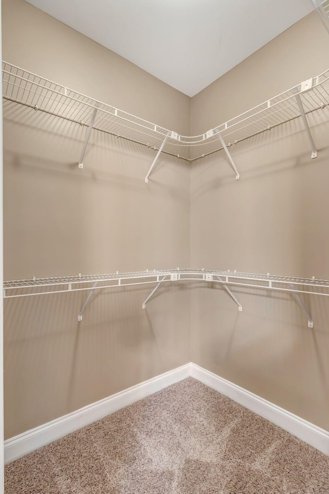 1317 Sam Houston Ave, Murfreesboro, TN 37129 - walk in closet featuring carpet