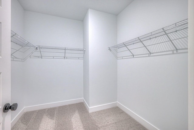 walk in closet with carpet floors