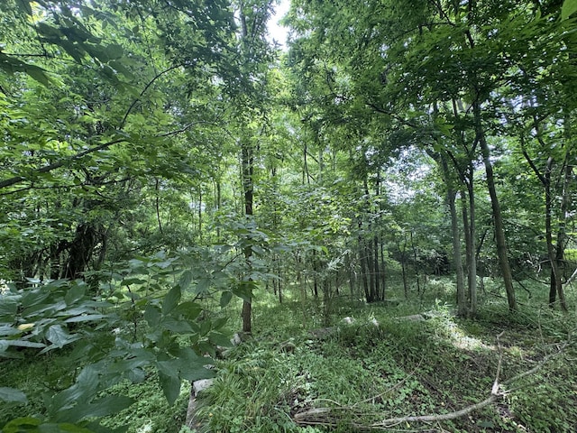 226 Highland St, Ripley, TN 38063 - view of tree filled area