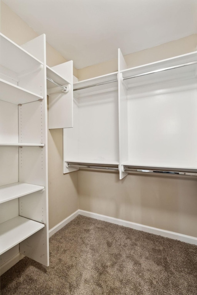2506 Morgan Rd, Murfreesboro, TN 37129 - walk in closet with carpet floors