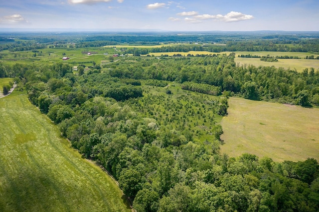bird's eye view of a forest