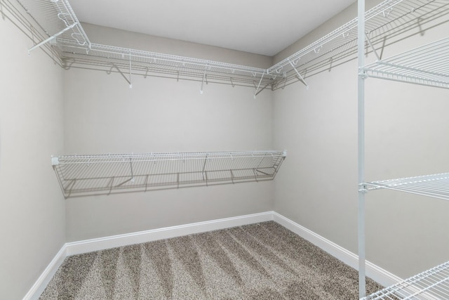 walk in closet featuring carpet