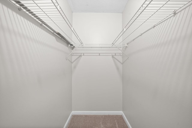 938 Merritt Lewis Ln, Clarksville, TN 37042 - walk in closet with carpet flooring